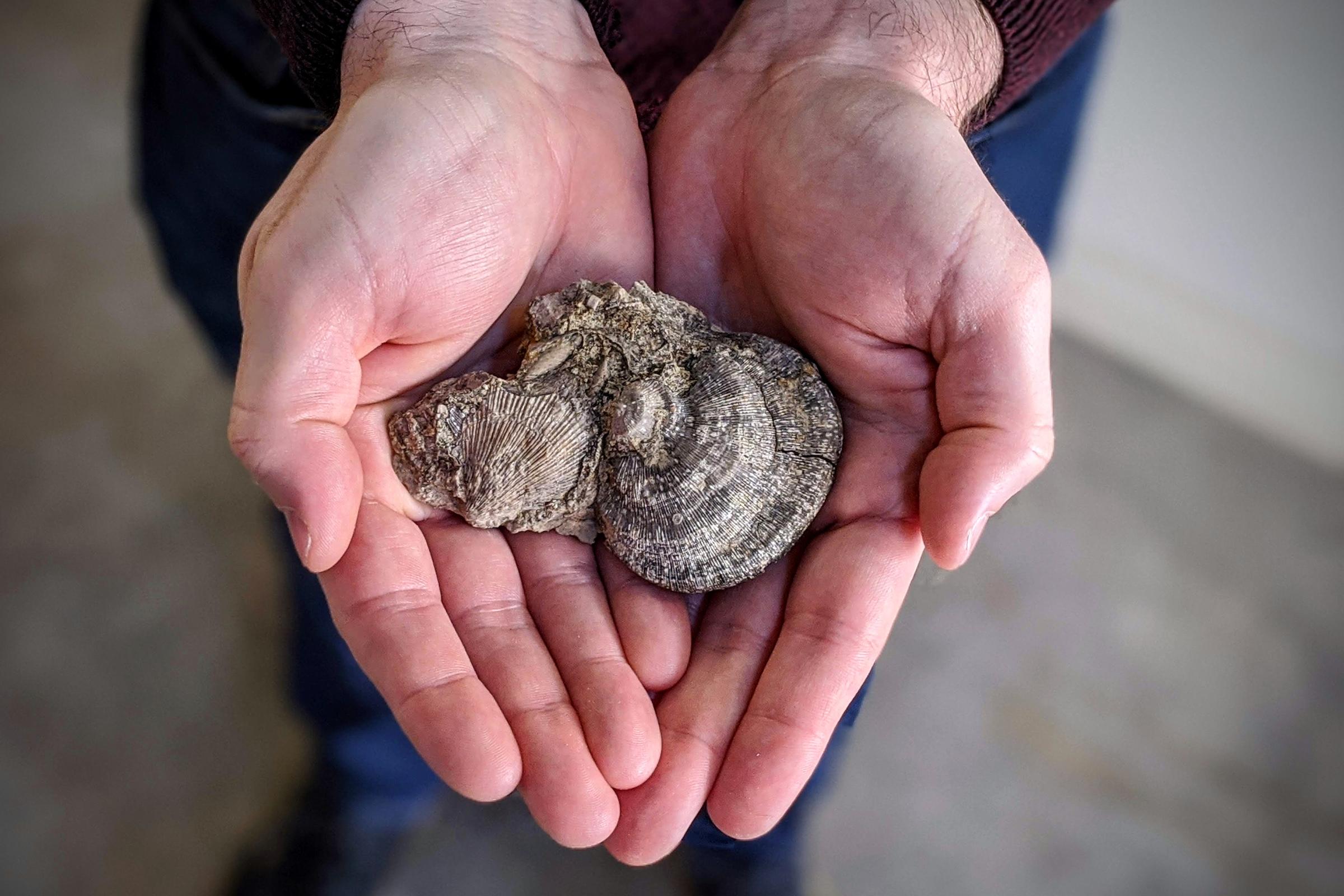 KU professor helps develop app that identifies fossils News, Sports